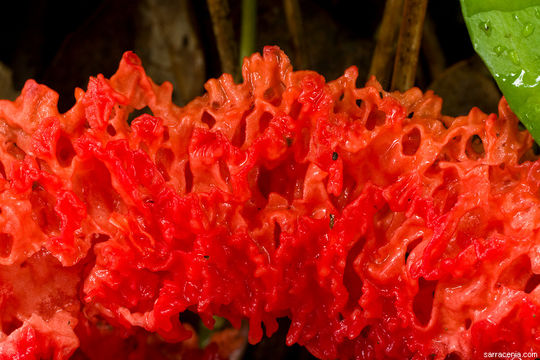 Imagem de Clathrus ruber P. Micheli ex Pers. 1801