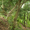 Image of cork oak