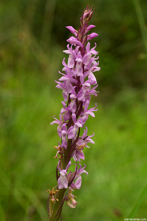 Image of Stately Dactylorhiza