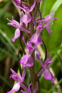 Image of Stately Dactylorhiza