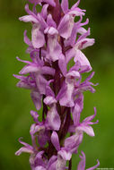 Image of Stately Dactylorhiza