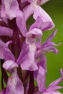 Image of Stately Dactylorhiza