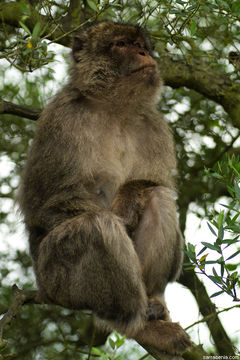 Image of Barbary Ape