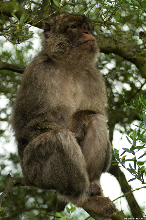 Image de Macaque de Gibraltar