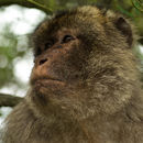 Image of barbary macaque