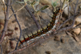 Image of ground lackey