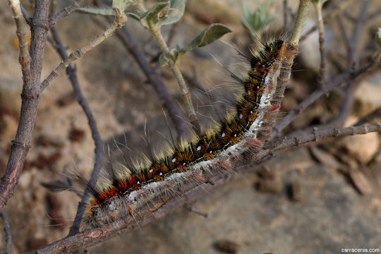 Image of ground lackey