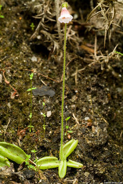 Image of Pinguicula lusitanica L.