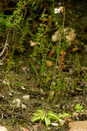 Image of Pinguicula lusitanica L.