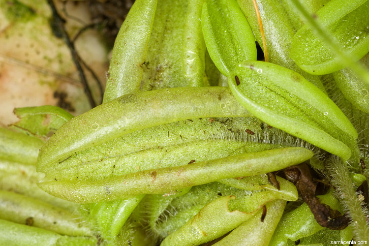 Image of Pinguicula lusitanica L.