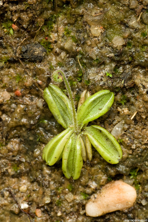 Image of Pinguicula lusitanica L.