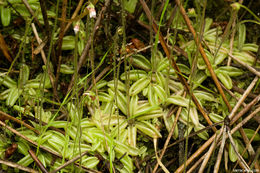 Image of Pinguicula lusitanica L.