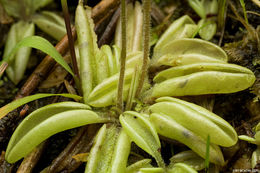 Image of Pinguicula lusitanica L.