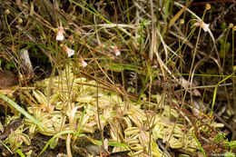 Image of Pinguicula lusitanica L.