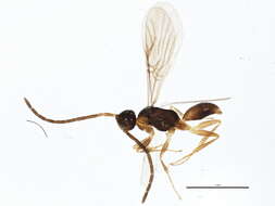 Image of Embolemidae