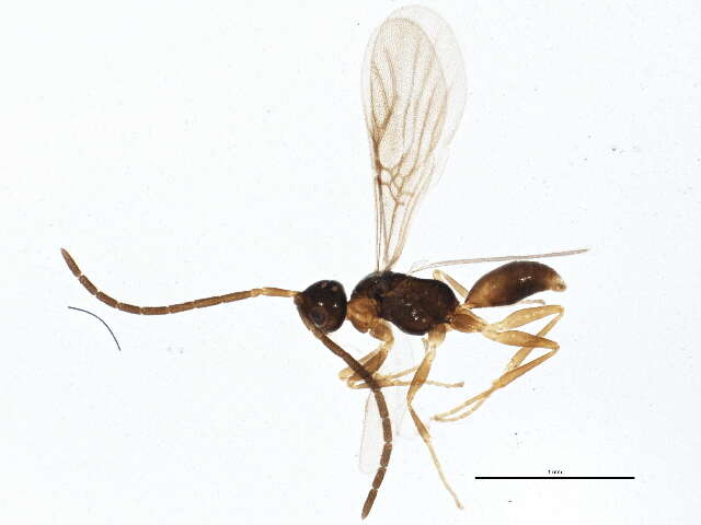 Image of Embolemidae