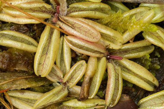 Image of Pinguicula lusitanica L.