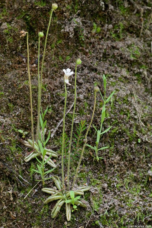 Image of Pinguicula lusitanica L.