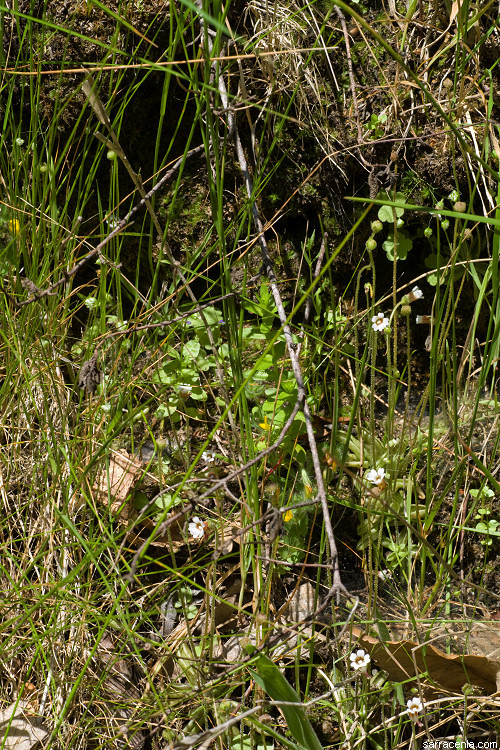 Image of Pinguicula lusitanica L.