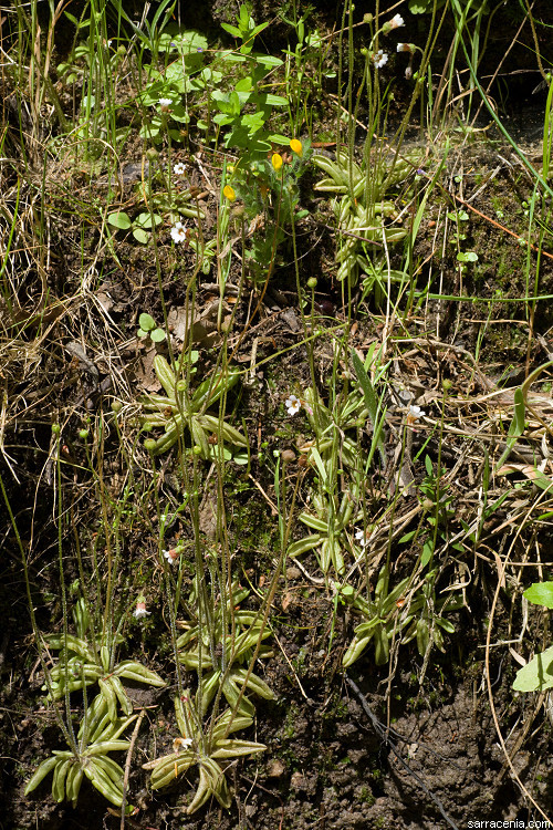 Image of Pinguicula lusitanica L.