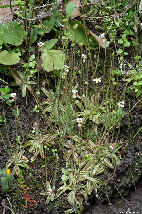 Image of Pinguicula lusitanica L.