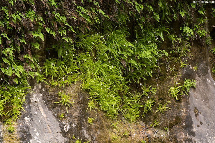 Image of Pinguicula vallisneriifolia Webb
