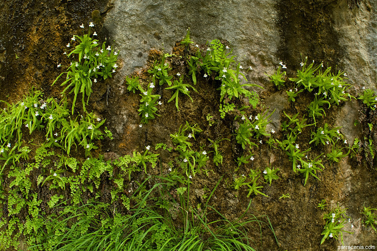 Image of Pinguicula vallisneriifolia Webb