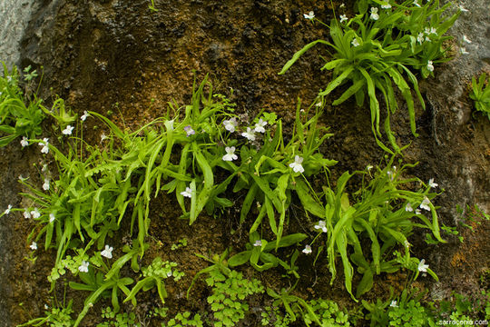 Plancia ëd Pinguicula vallisneriifolia Webb