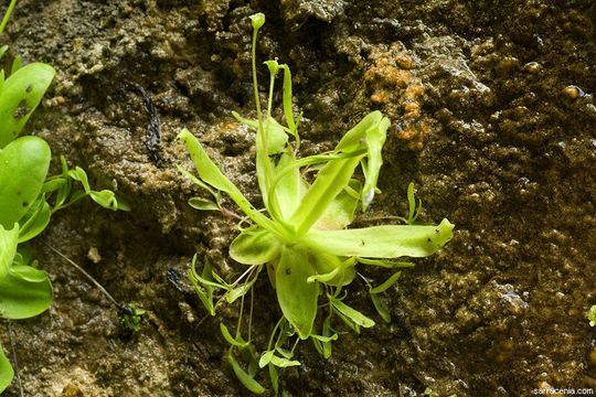 Plancia ëd Pinguicula vallisneriifolia Webb