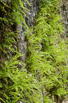 Plancia ëd Pinguicula vallisneriifolia Webb