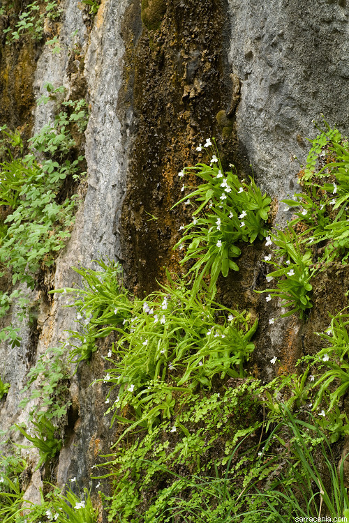 Image of Pinguicula vallisneriifolia Webb