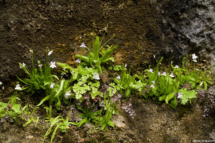 Plancia ëd Pinguicula vallisneriifolia Webb