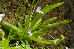 Plancia ëd Pinguicula vallisneriifolia Webb