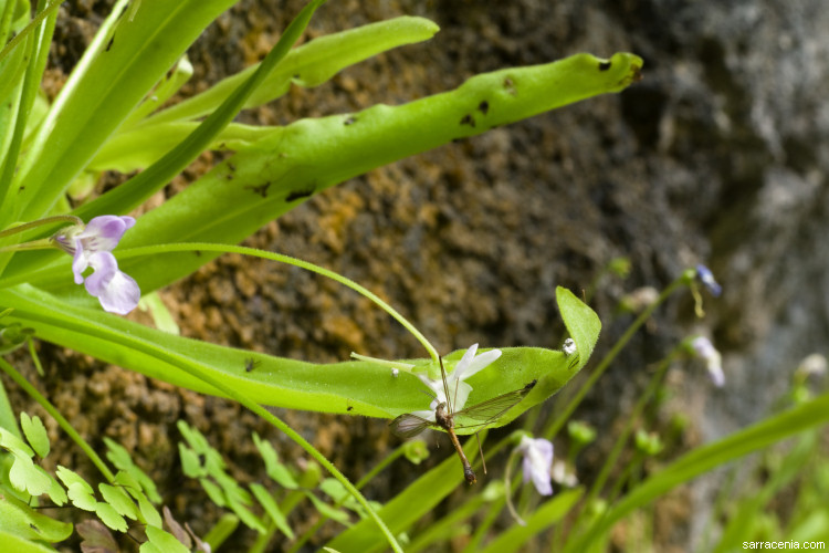 Plancia ëd Pinguicula vallisneriifolia Webb