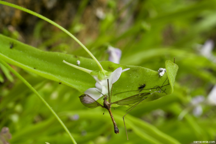 Image of Pinguicula vallisneriifolia Webb