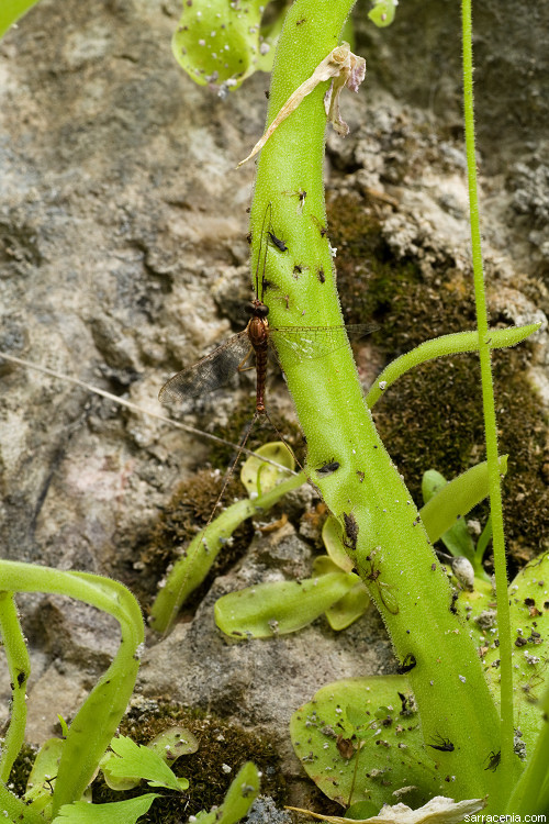 Plancia ëd Pinguicula vallisneriifolia Webb