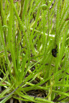 Image of Portuguese Sundew