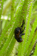 Image of Portuguese Sundew