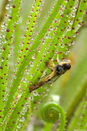 Image of Portuguese Sundew