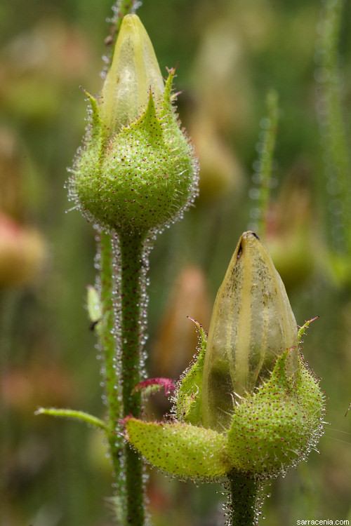 Image of Portuguese Sundew