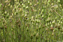 Image of Portuguese Sundew