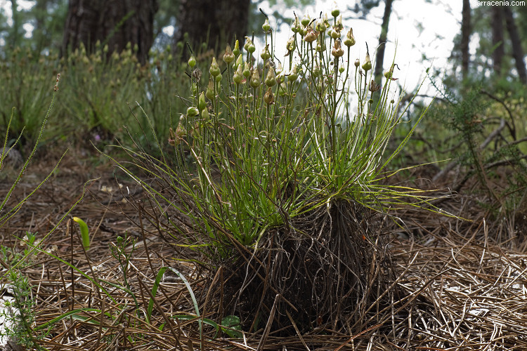 Image of Portuguese Sundew