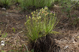 Image of Portuguese Sundew