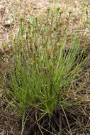 Image of Portuguese Sundew