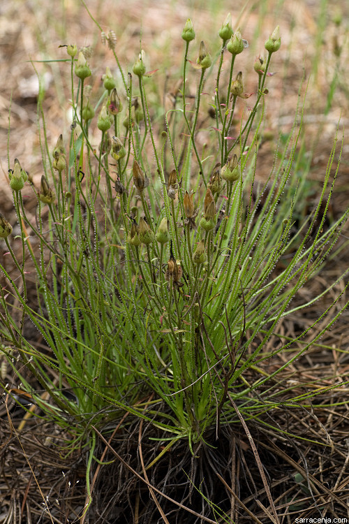 Image de Drosophyllum lusitanicum (L.) Link