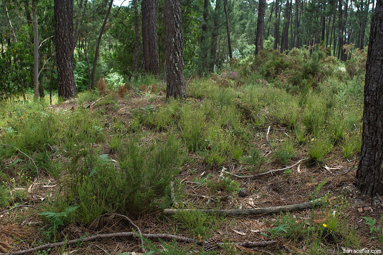 Image of Portuguese Sundew