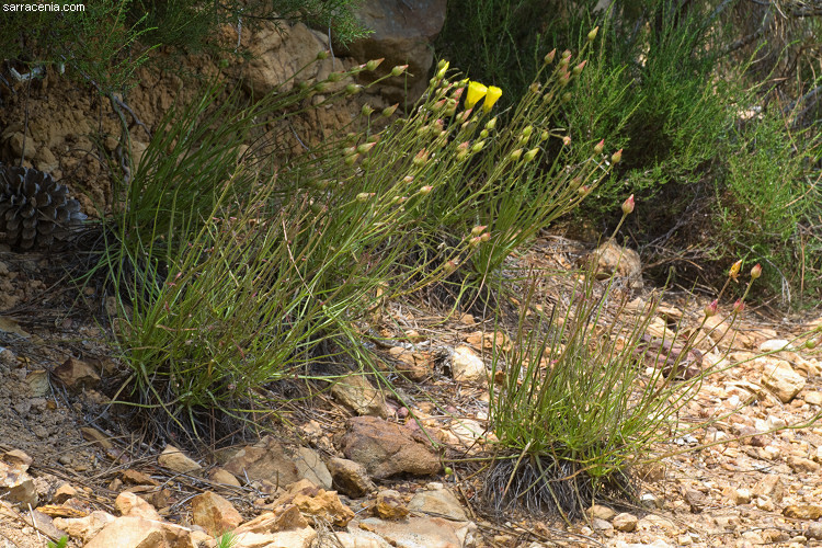 Image of Portuguese Sundew