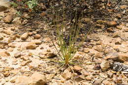 Image of Portuguese Sundew