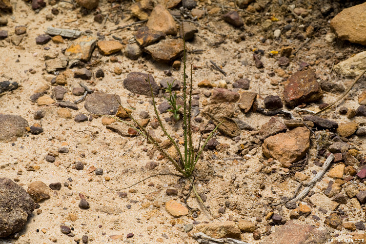 Image of Portuguese Sundew