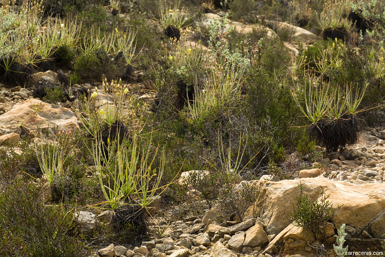 Image of Portuguese Sundew